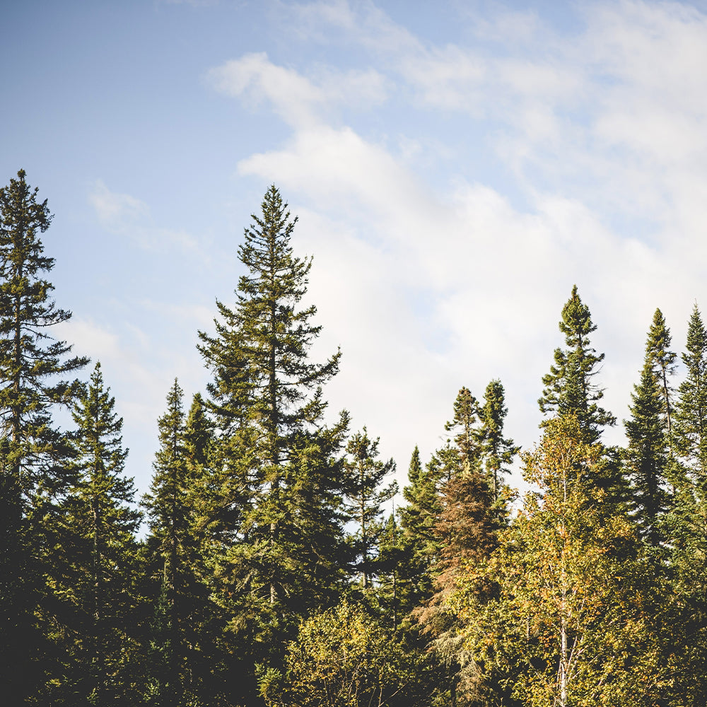 Produits bien-être à l'érable